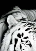 White tigers from Eskilstuna Zoo photographed by Jonas Linell for Vapen & Ammunition