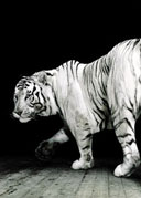 White tigers from Eskilstuna Zoo photographed by Jonas Linell for Vapen & Ammunition